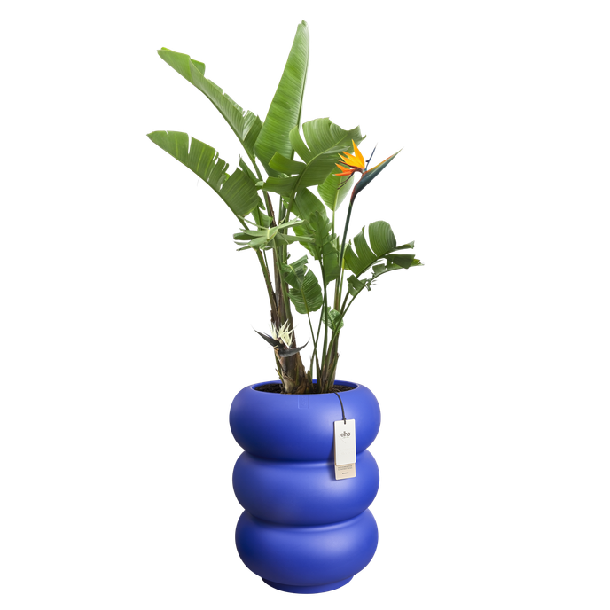 amber roll high 43cm bleu royal